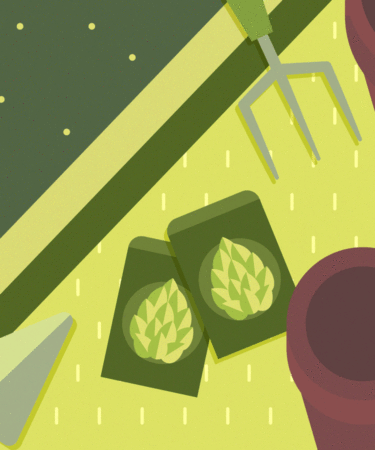 How to Grow Your Own Hops